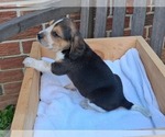 Small #17 Beagle