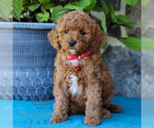 Cavapoo Puppy for sale in EAST EARL, PA, USA