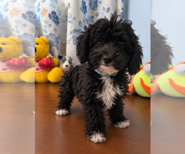 Medium Photo #9 Bichpoo Puppy For Sale in DURHAM, CT, USA