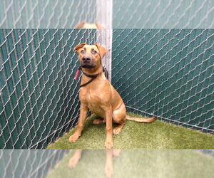 German Shepherd Dog-Unknown Mix Dogs for adoption in Downey, CA, USA