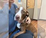 Small #1 American Pit Bull Terrier-Staffordshire Bull Terrier Mix
