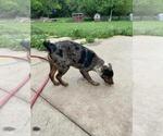 Small Photo #6 Texas Heeler Puppy For Sale in PAOLA, KS, USA