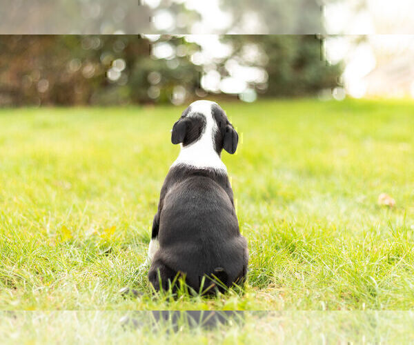 Medium Photo #5 Boston Terrier Puppy For Sale in WARSAW, IN, USA