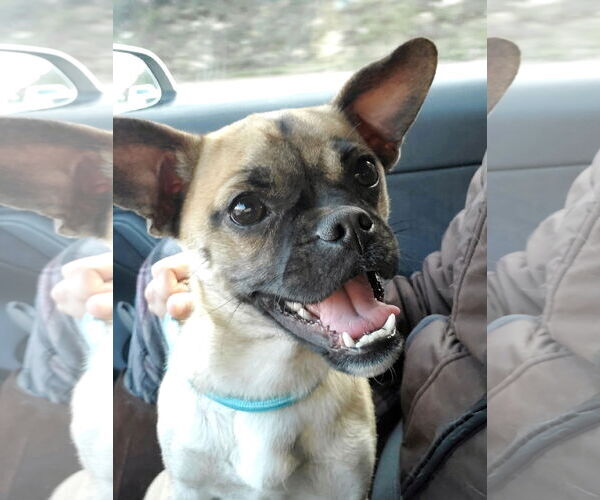 Medium Photo #5 Chug Puppy For Sale in Temecula, CA, USA