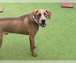 Small Photo #3 Australian Shepherd-Redbone Coonhound Mix Puppy For Sale in Aurora, IN, USA