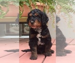 Small Photo #1 Springerdoodle Puppy For Sale in MADISON, WI, USA