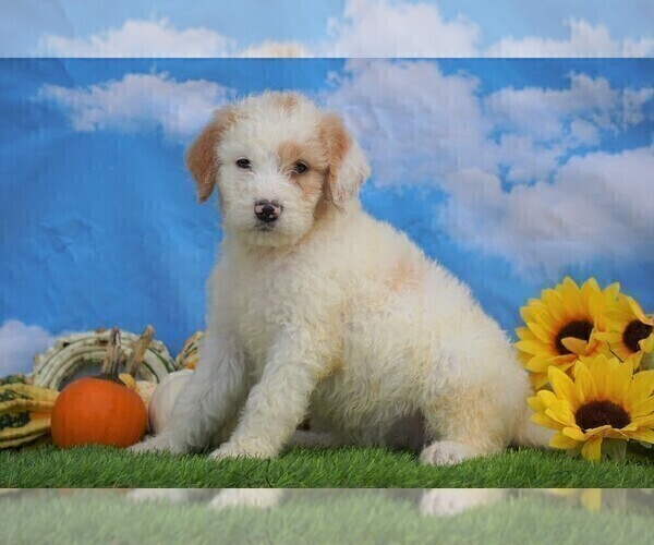 Medium Photo #2 Miniature Bernedoodle Puppy For Sale in FREDERICKSBG, OH, USA