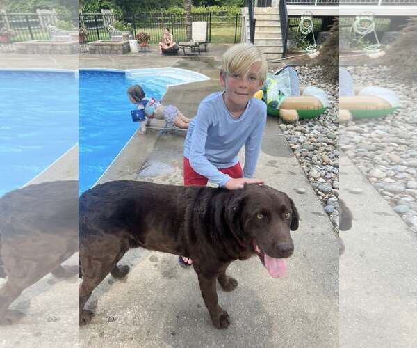 Medium Photo #4 Labrador Retriever Puppy For Sale in Arlington, VA, USA