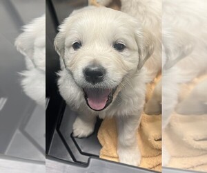 English Cream Golden Retriever Puppy for sale in BEECH BLUFF, TN, USA