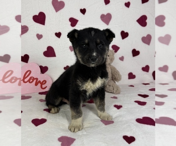 Medium Photo #2 German Shepherd Dog-Miniature American Shepherd Mix Puppy For Sale in FRANKLIN, IN, USA