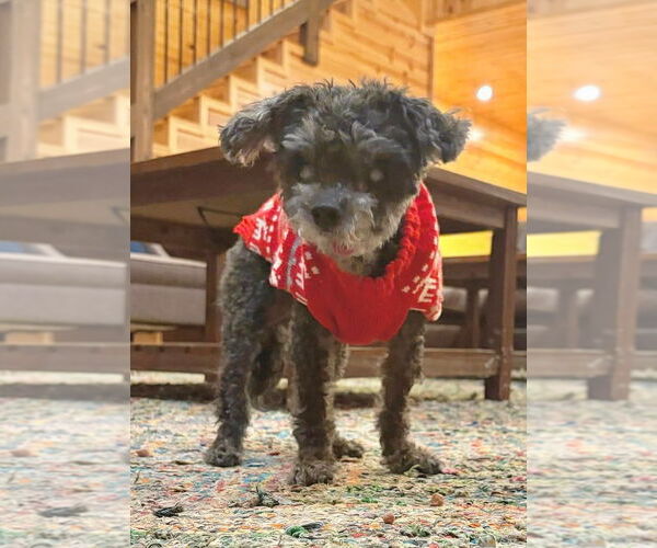 Medium Photo #4 Shih Tzu-Unknown Mix Puppy For Sale in Boonton, NJ, USA