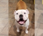 Small Photo #1 Olde English Bulldogge Puppy For Sale in CANTON, TX, USA