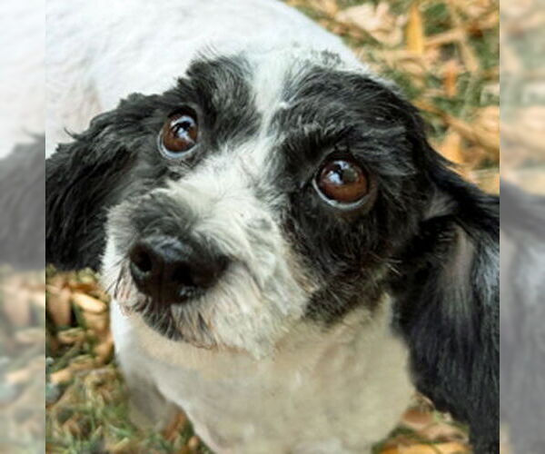 Medium Photo #10 Poodle (Toy) Puppy For Sale in Arlington, VA, USA