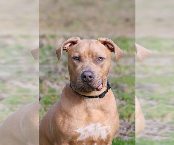 Medium Photo #2 Mutt Puppy For Sale in  Gainesville, FL, USA