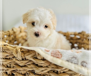 Maltipoo Puppy for sale in CLERMONT, FL, USA