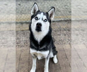 Siberian Husky Dogs for adoption in Matawan, NJ, USA