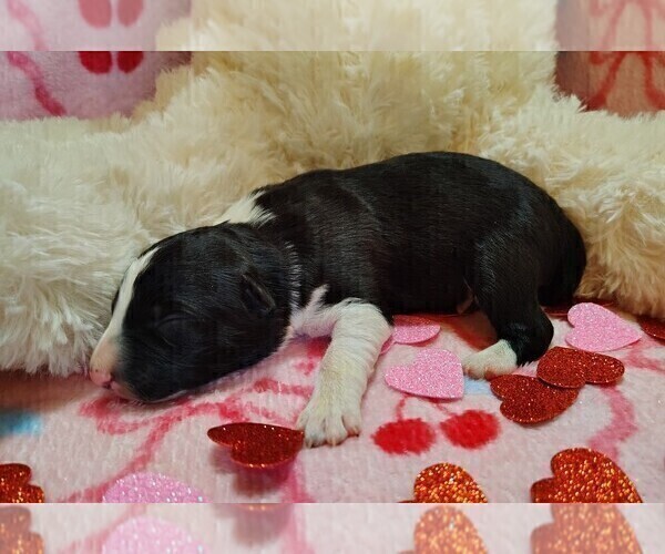 Medium Photo #17 Border Collie Puppy For Sale in NORBORNE, MO, USA