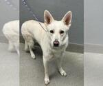 Small Gerberian Shepsky