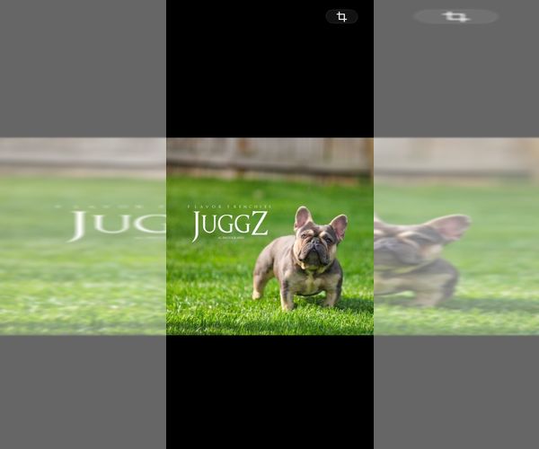 Medium Photo #2 French Bulldog Puppy For Sale in TN OF TONA, NY, USA