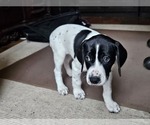 Small Photo #15 German Shorthaired Pointer Puppy For Sale in MCKINNEY, TX, USA