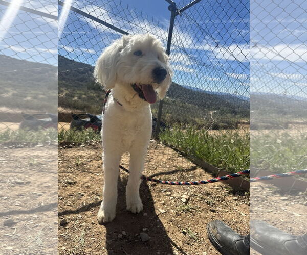 Medium Photo #2 Mutt Puppy For Sale in San Diego, CA, USA