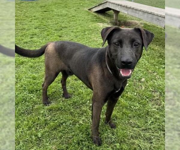 Medium Photo #2 Labrador Retriever-Unknown Mix Puppy For Sale in Conroe, TX, USA