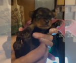 Small Photo #10 Yorkshire Terrier Puppy For Sale in PETERSBURG, IN, USA