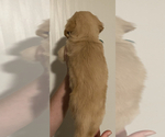 Small Photo #3 Golden Retriever Puppy For Sale in ORLANDO, FL, USA