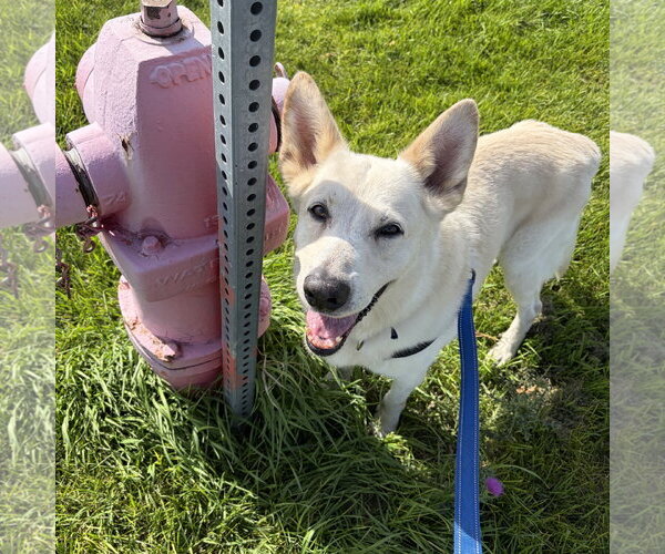 Medium Photo #11 German Shepherd Dog-Unknown Mix Puppy For Sale in Fargo, ND, USA