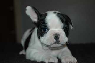 French Bulldog Puppy for sale in CENTRAL FALLS, RI, USA
