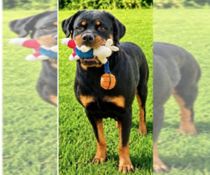 Rottweiler Dogs for adoption in Hillsboro, NH, USA