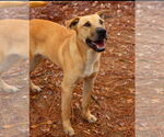 Small #1 Chinese Shar-Pei-Labrador Retriever Mix