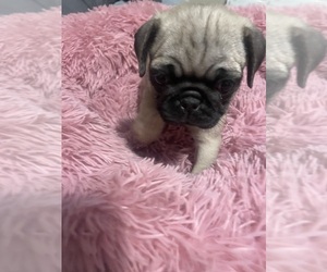 Pug Puppy for sale in FREDERICKSBURG, VA, USA