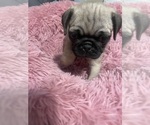 Small Pug