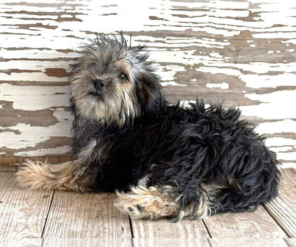 Medium Photo #1 Mutt Puppy For Sale in Boonton, NJ, USA