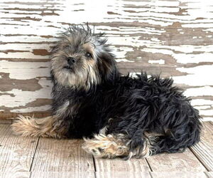 Mutt Dogs for adoption in Boonton, NJ, USA