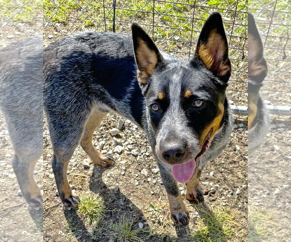 Medium Photo #3 Mutt Puppy For Sale in Crandall, GA, USA