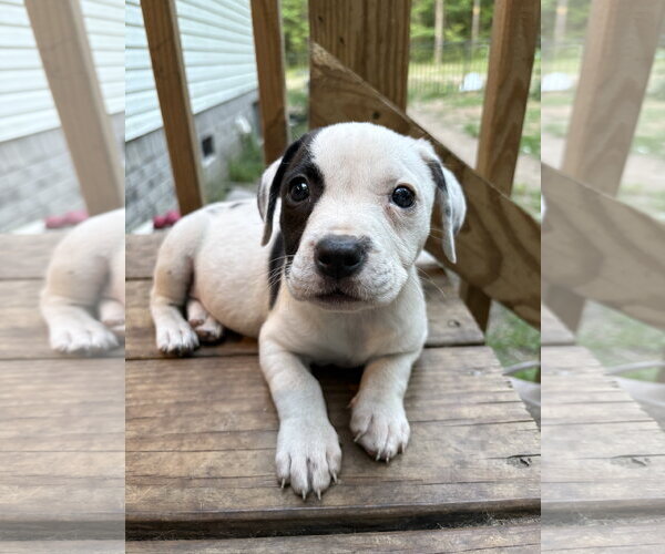 Medium Photo #3 Mutt Puppy For Sale in Mount Pleasant, SC, USA