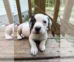 Small #2 Mutt