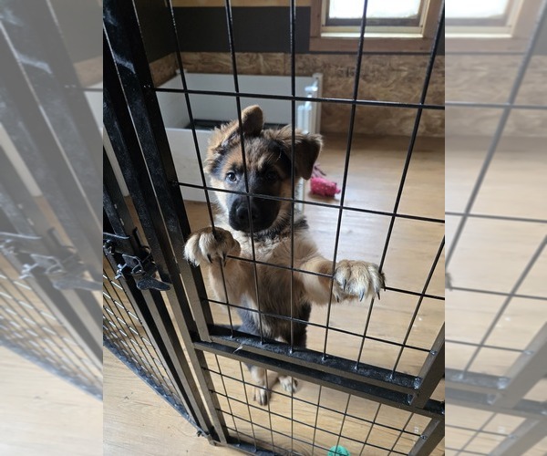 Medium Photo #3 German Shepherd Dog Puppy For Sale in LA FAYETTE, NY, USA