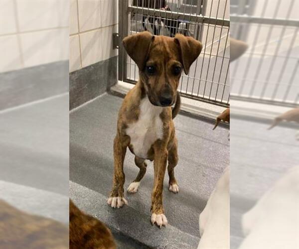 Medium Photo #2 American Staffordshire Terrier Puppy For Sale in San Antonio, TX, USA