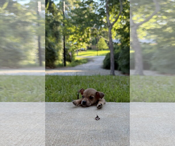 Medium Photo #1 Chihuahua-Unknown Mix Puppy For Sale in The Woodlands, TX, USA