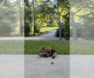 Chihuahua-Unknown Mix Dogs for adoption in The Woodlands, TX, USA