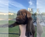 Small #7 Labrador Retriever