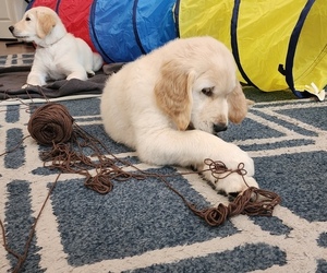 English Cream Golden Retriever Puppy for Sale in HIGH SPRINGS, Florida USA
