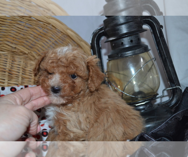 Medium Photo #1 Cavapoo (Miniature)-Poodle (Toy) Mix Puppy For Sale in GREENWOOD, WI, USA