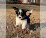 Small Photo #3 Border Collie-Papillon Mix Puppy For Sale in CULPEPER, VA, USA