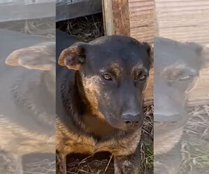 German Shepherd Dog-Unknown Mix Dogs for adoption in Okolona, MS, USA