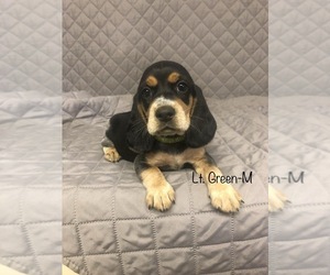 Beagle Puppy for sale in MUSTANG, OK, USA