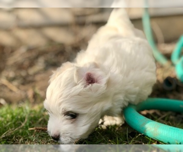 Medium Photo #1 Coton de Tulear Puppy For Sale in LISLE, IL, USA